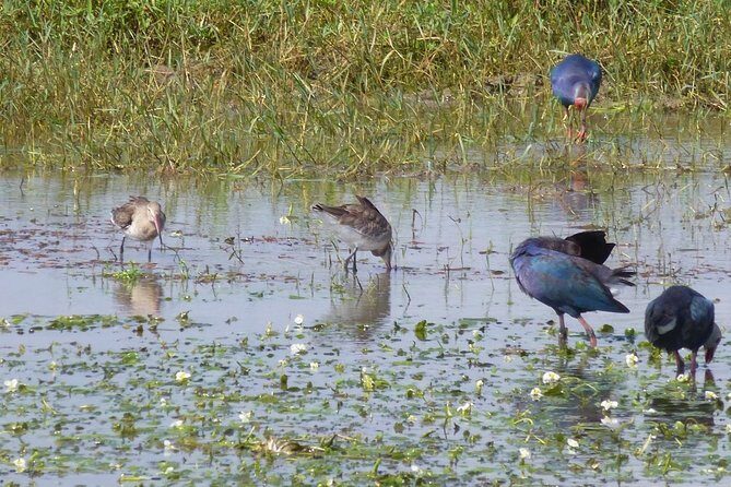 All Inclusive Half Day Private Safari at Bundala National Park - Who Is This Tour Best Suited For?