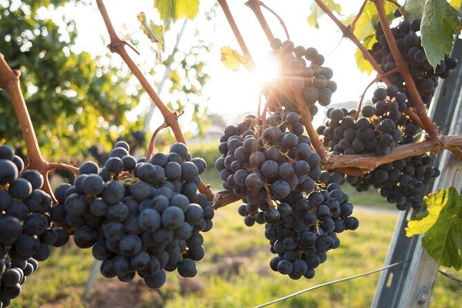 All Inclusive Hunter Valley Wine Tour with Lunch from Sydney - FAQ