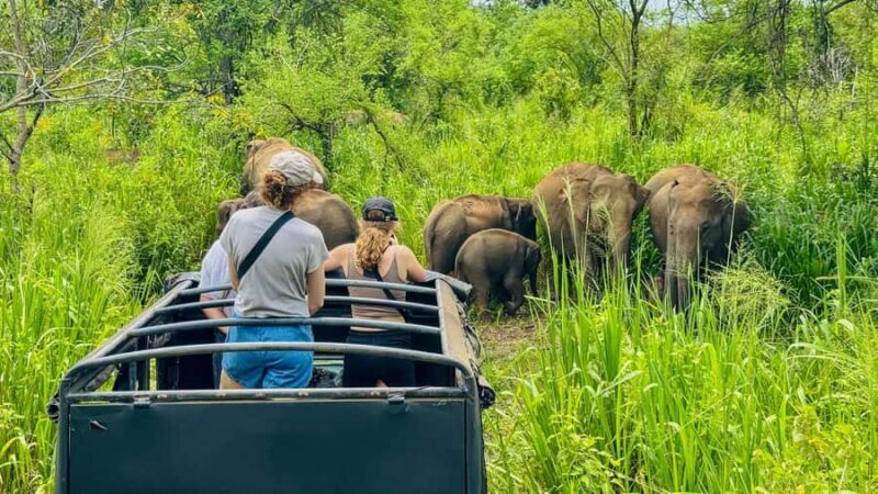 All Inclusive Hurulu Eco Park 3 Hour Elephant Safari Tour - Key Points