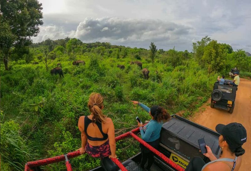 All Inclusive Hurulu Eco Park 3 Hour Elephant Safari Tour - The Sum Up