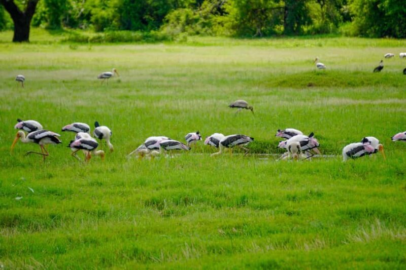 All Inclusive Hurulu Eco Park 3 Hour Elephant Safari Tour - FAQ