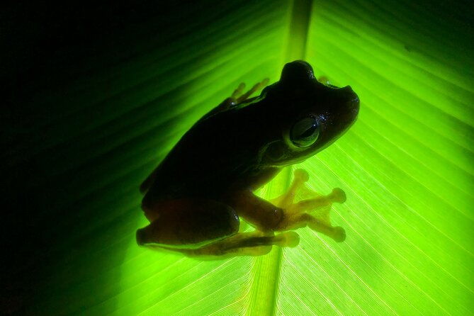 all-inclusive-jungle-night-tour