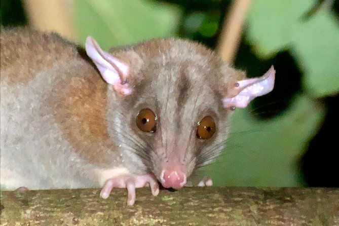 all-inclusive-jungle-night-tour