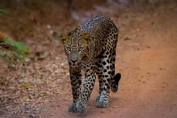 All inclusive leopard safari Wilpattu with guide - What we like about this Wilpattu safari