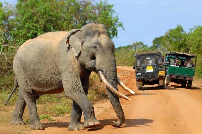 All inclusive leopard safari Wilpattu with guide - A detailed look at the safari experience