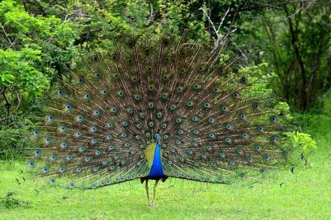 All inclusive leopard safari Wilpattu with guide - Who should consider this tour?