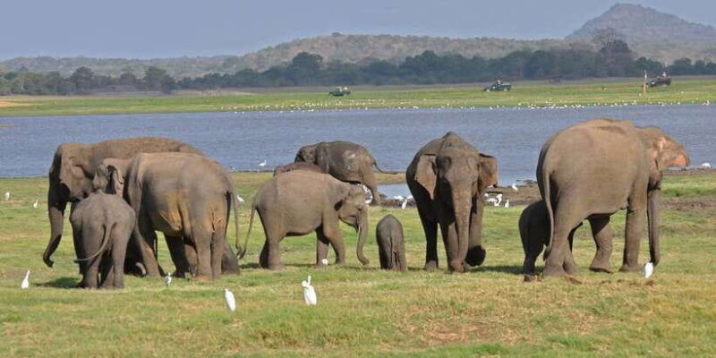 all-inclusive-minneriya-national-park-afternoon-safari