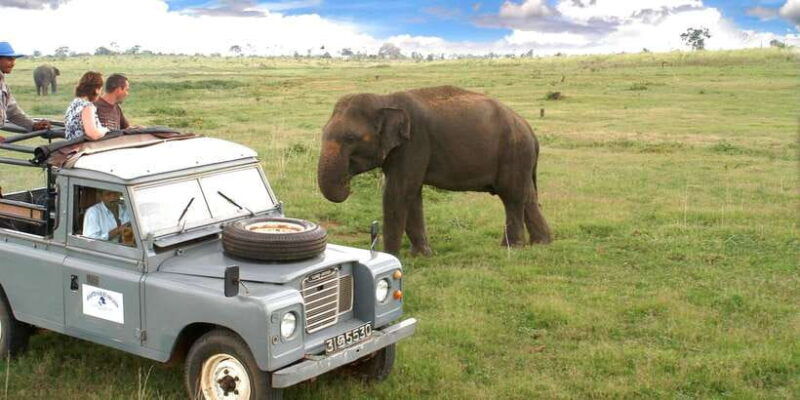 all-inclusive-minneriya-national-park-afternoon-safari