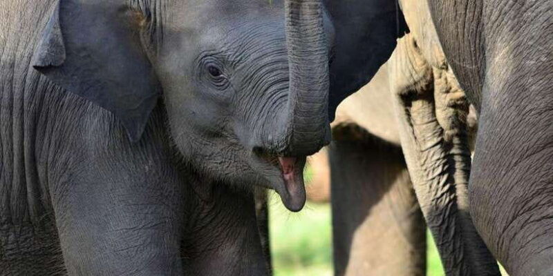all-inclusive-minneriya-national-park-afternoon-safari