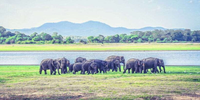 all-inclusive-minneriya-national-park-afternoon-safari
