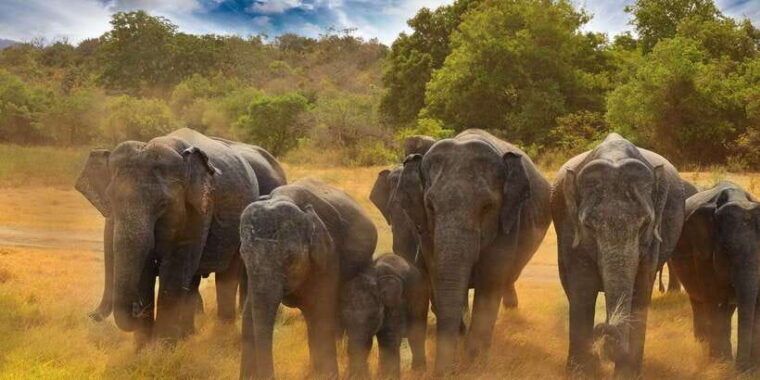 all-inclusive-minneriya-national-park-afternoon-safari