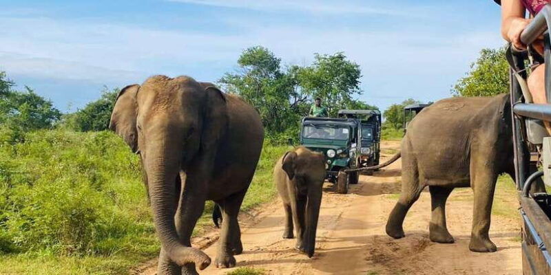 all-inclusive-minneriya-national-park-half-day-safari