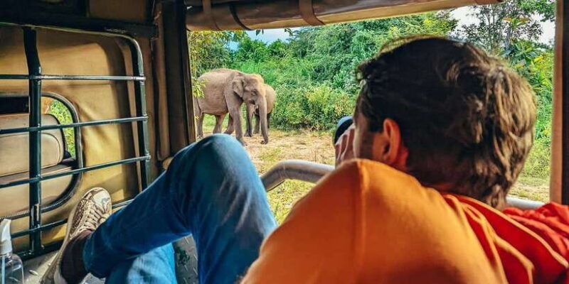 all-inclusive-minneriya-national-park-half-day-safari