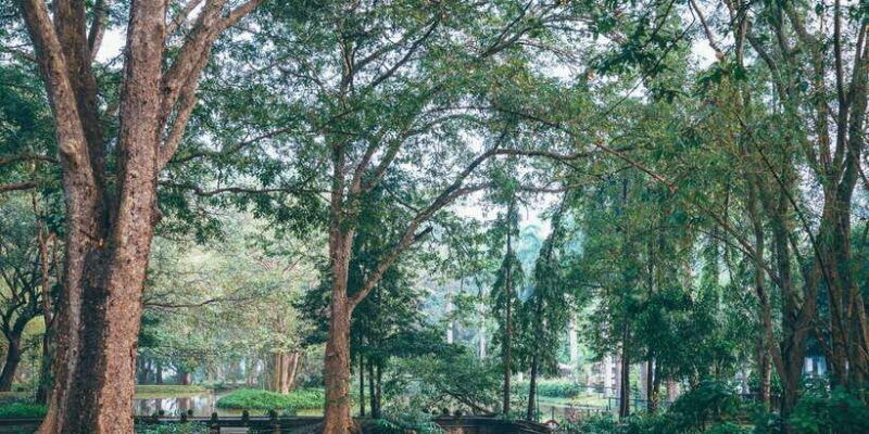 all-inclusive-minneriya-national-park-half-day-safari