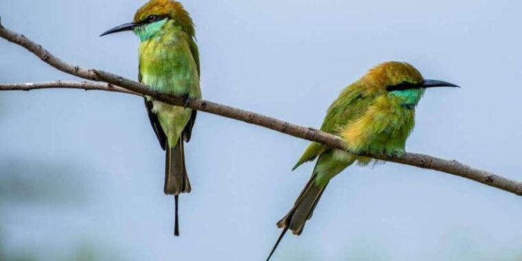 all-inclusive-minneriya-national-park-half-day-safari