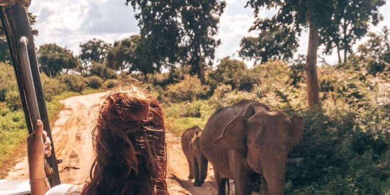 all-inclusive-minneriya-national-park-half-day-safari