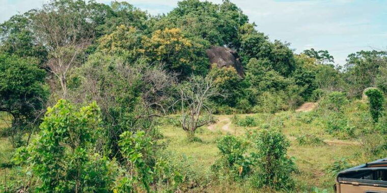 all-inclusive-minneriya-national-park-half-day-safari