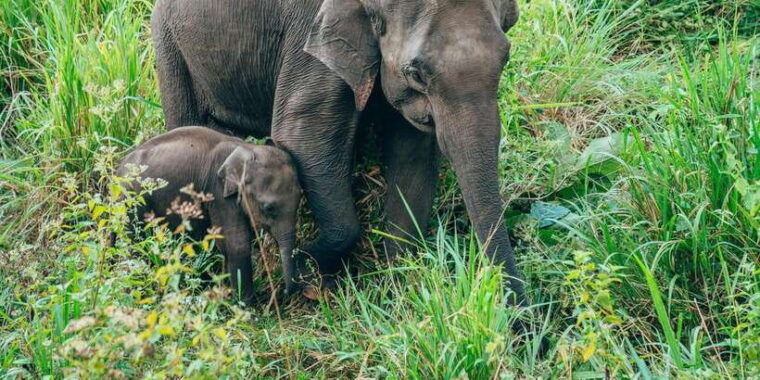 all-inclusive-minneriya-national-park-half-day-safari