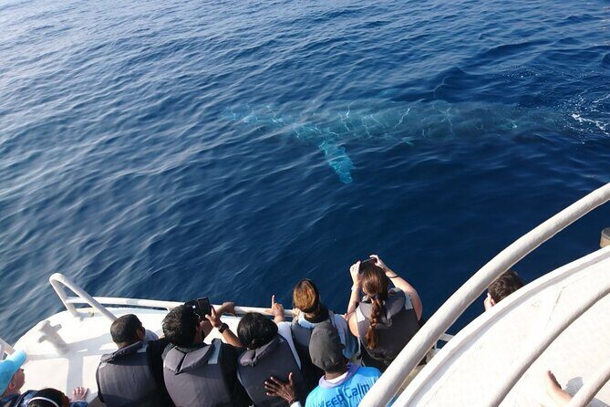 All Inclusive Mirissa Morning Whale Watching Boat Tour with Geeth - Key Points