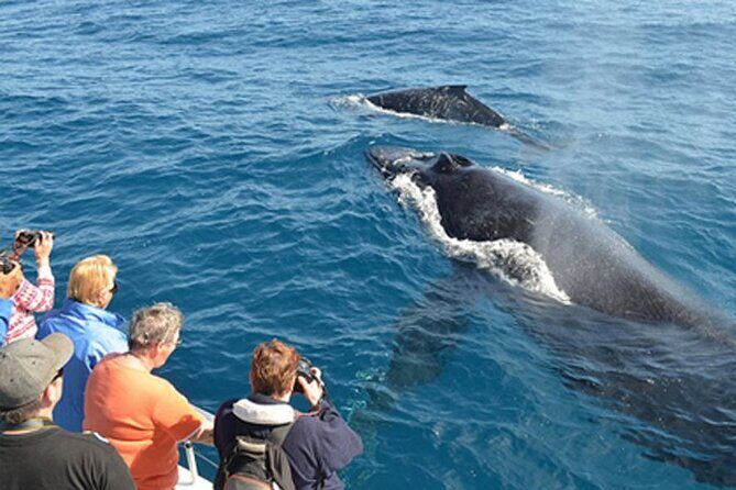All Inclusive Mirissa Morning Whale Watching Boat Tour with Geeth - Additional Considerations