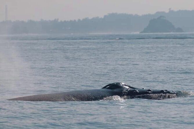 All Inclusive Mirissa Morning Whale Watching Boat Tour with Geeth - Who Will Love This Tour?