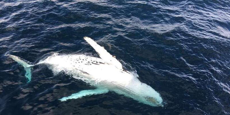 all-inclusive-mirissa-whale-and-dolphin-watching-boat-ride