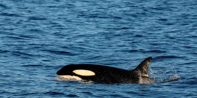 all-inclusive-mirissa-whale-and-dolphin-watching-boat-ride
