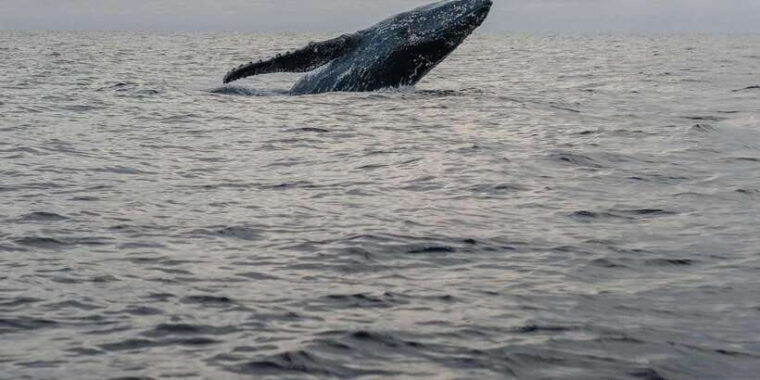 all-inclusive-mirissa-whale-and-dolphin-watching-boat-ride
