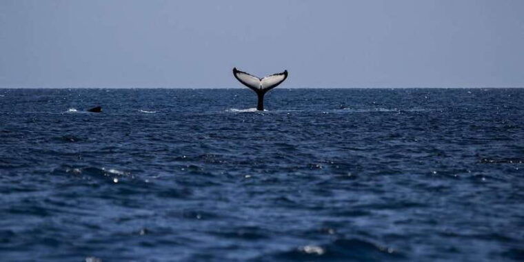 all-inclusive-mirissa-whale-and-dolphin-watching-boat-ride