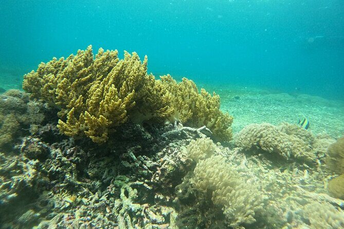 All Inclusive Nusa Penida Snorkeling Tour with Visit West Island - FAQs