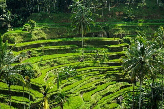 All Inclusive of Ubud Top Attraction - What You Can Expect From This Ubud Tour