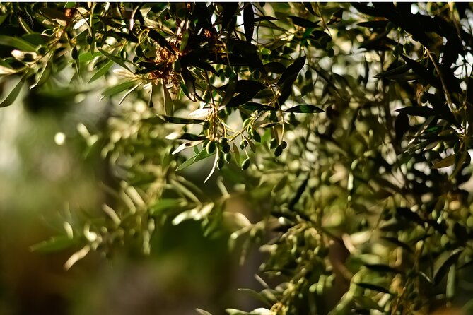 all-inclusive-pompeii-pizza-class-olive-oil-experience