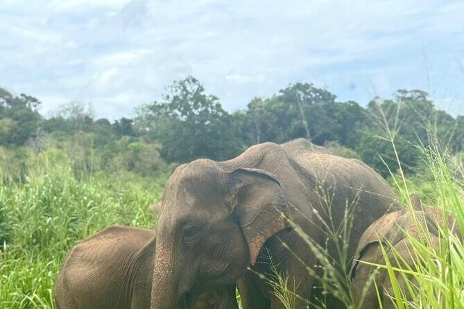 All Inclusive Private Safari at Habarana Park (Pick-up Included) - Practical Tips for Booking and Enjoying