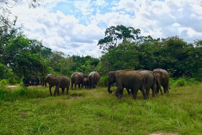 All Inclusive Private Safari at Habarana Park (Pick-up Included) - FAQ