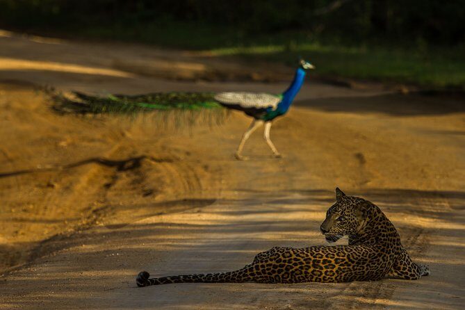 All Inclusive Private Safari at Yala and Bundala National Parks with Lunch - Key Points