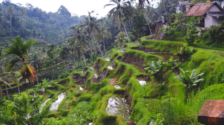 all-inclusive-private-ubud-tour-with-jungle-swing