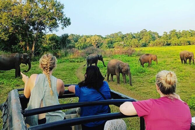 All Inclusive Safari at Minneriya National Park from Polonnaruwa - Introduction