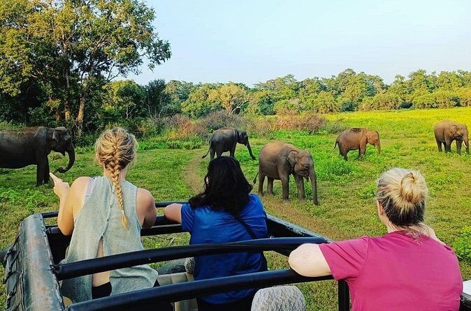 All Inclusive Safari at Minneriya National Park from Polonnaruwa - Pricing and Value