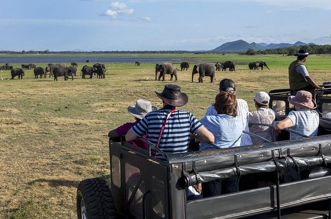All Inclusive Safari at Minneriya National Park from Polonnaruwa - Practical Tips for Travelers