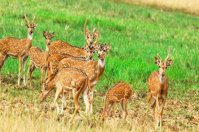 All Inclusive Safari at Minneriya National Park from Polonnaruwa - The Sum Up