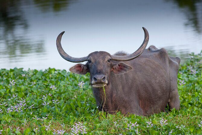 All inclusive Safari Tour at Wasgamuwa National Park from Kandy - A Closer Look at the Safari Experience