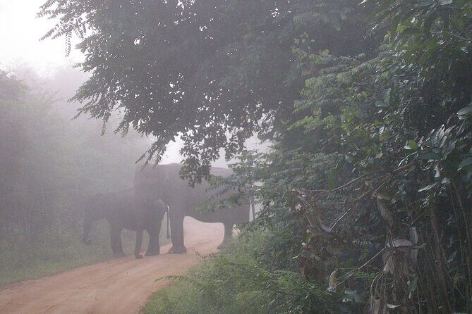 All inclusive Safari Tour at Wasgamuwa National Park from Kandy - FAQ
