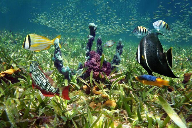 All Inclusive Sandbar Trip With Hidden Kayak Tour, Food & Drinks - Key Points  