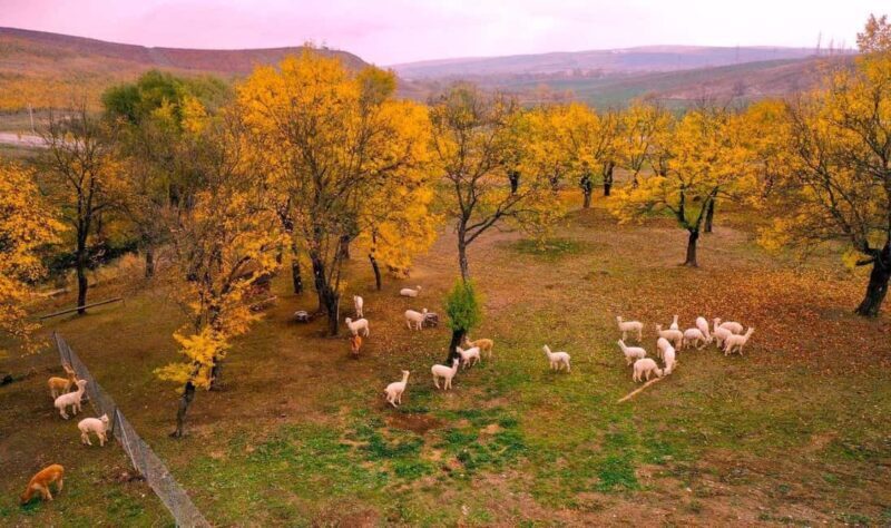 All Inclusive Shamakhi Alpaca & Wine Tour - Key Points