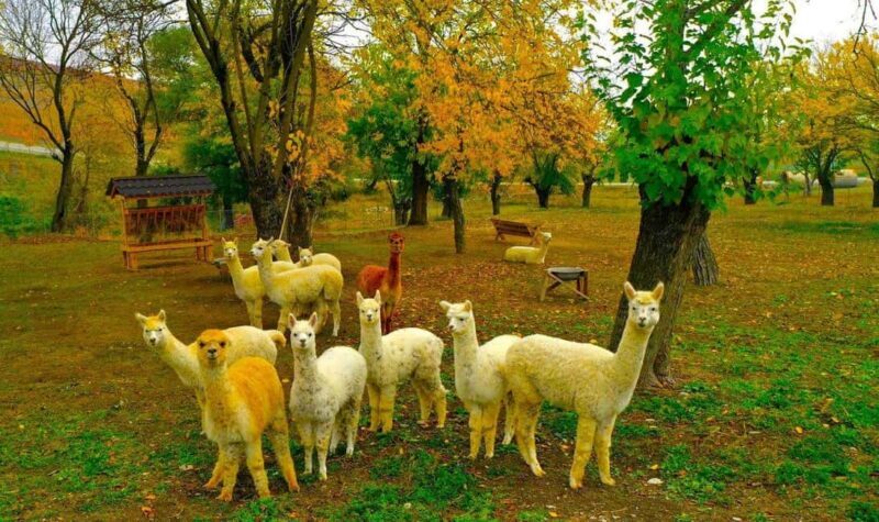 All Inclusive Shamakhi Alpaca & Wine Tour - Who Should Consider This Tour?