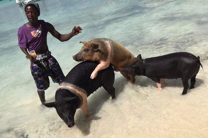 all-inclusive-swimming-with-the-pigs