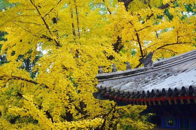 All Inclusive Tour to Fragrant Hills Park and Summer Palace - A Close Look at the Tour Experience