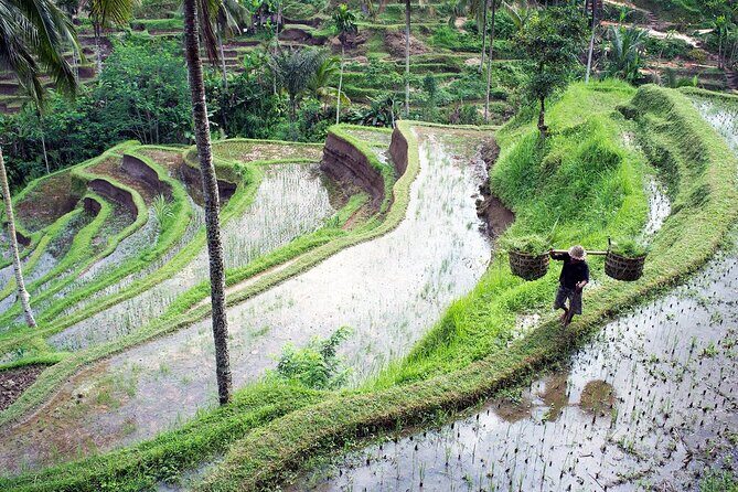 All-Inclusive Ubud Private Tour with Hotel Transfer - Tegalalang Rice Terrace