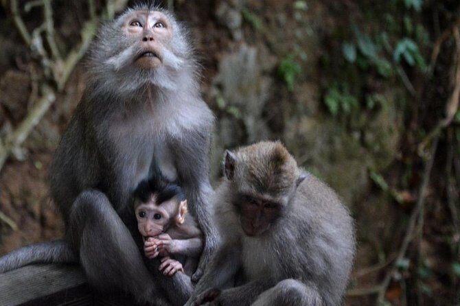 All-Inclusive Ubud Private Tour with Hotel Transfer - D Alas Warung Lunch & Outback Jungle Swing