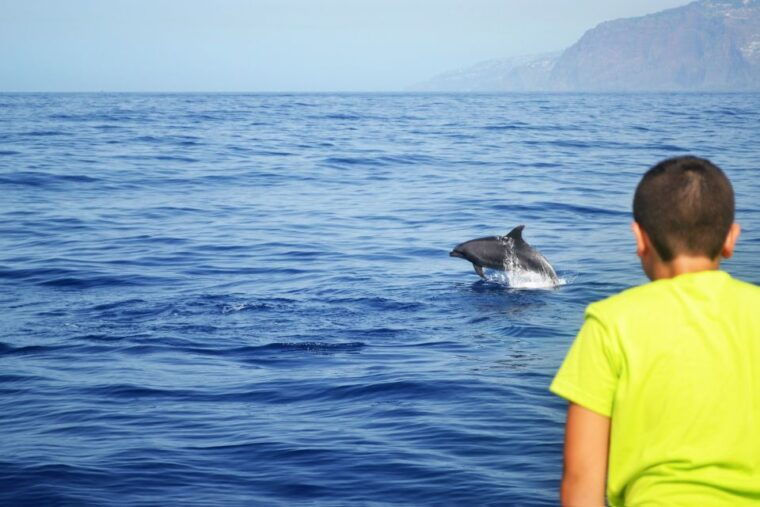 all-inclusive-whale-and-dolphin-watching-luxury-tour